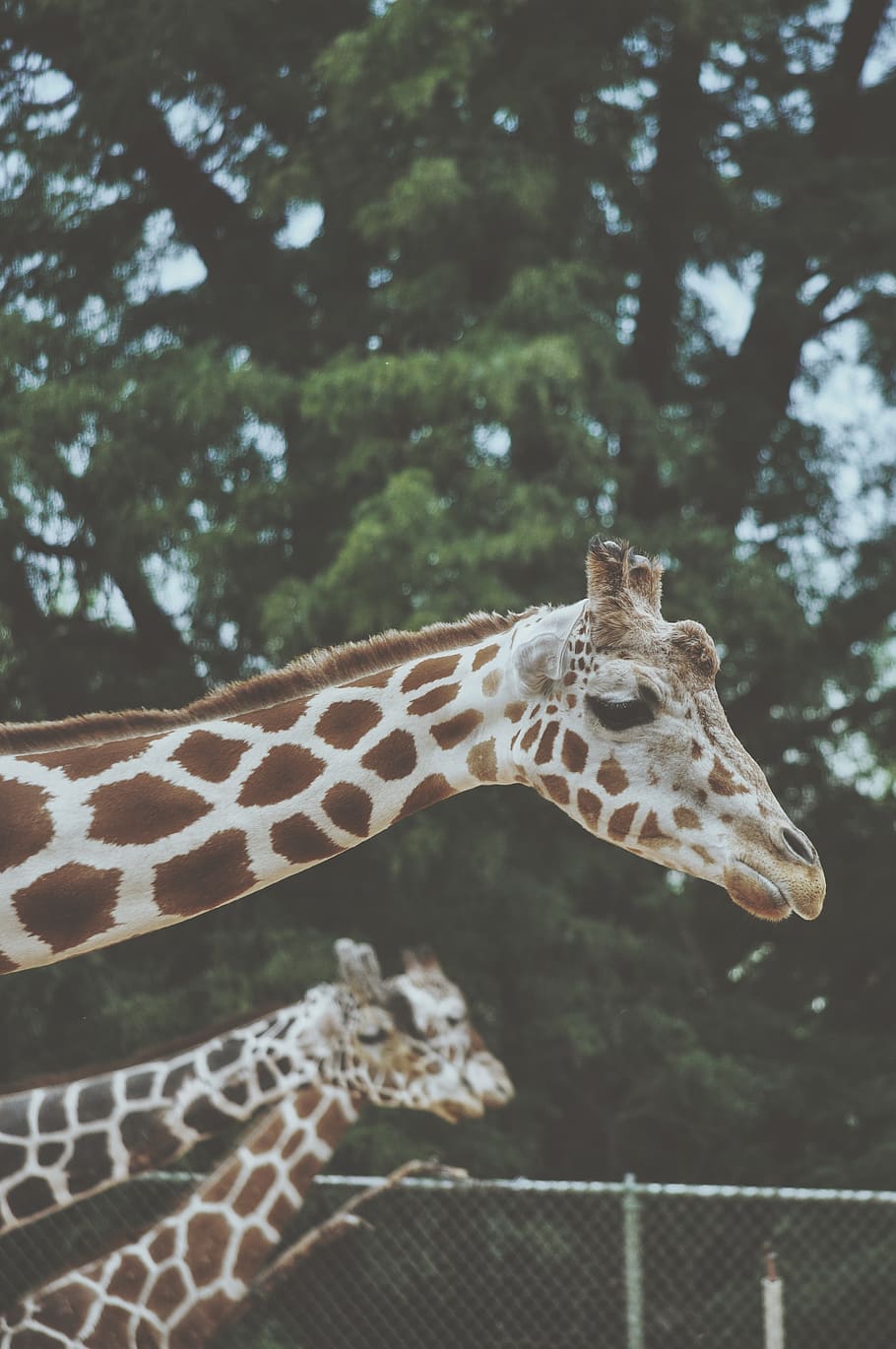 three giraffes near tree, wildlife, animal, mammal, zoo, nature HD wallpaper