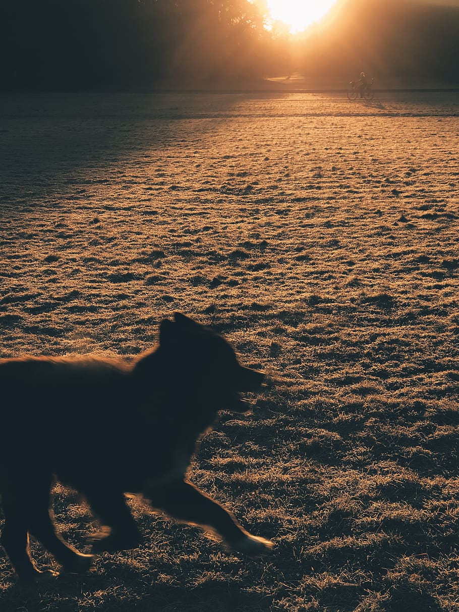 Animals wolf sunset 1080P, 2K, 4K, 5K HD wallpapers free download ...