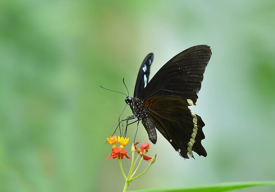 macro, butterfly, insect, nature, invertebrate, animal wildlife HD wallpaper