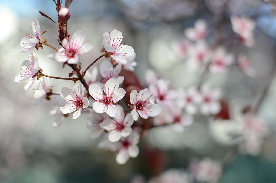 white cherry blossoms, plant, flower, flowers, petal, anemone HD wallpaper