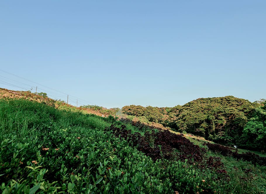hills, nature, plant, sky, growth, beauty in nature, tranquility HD wallpaper