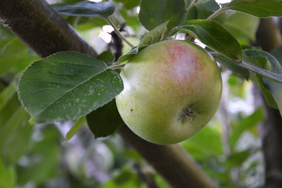 apple, fruit, nature, leaf, plant part, healthy eating, food HD wallpaper