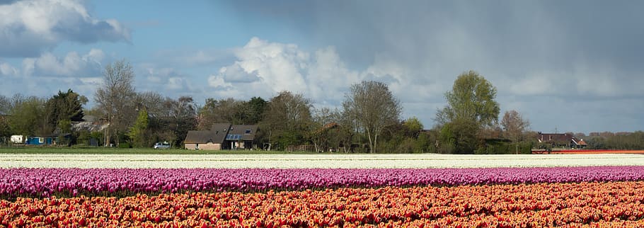 tulip, tulp, holland, netherlands, nederland, field, color HD wallpaper