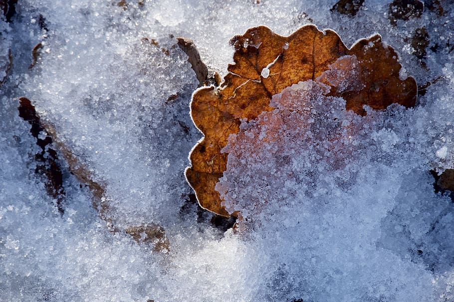 ice, winter, leaf, leaves, cold, frozen, nature, crystals, brina, HD wallpaper