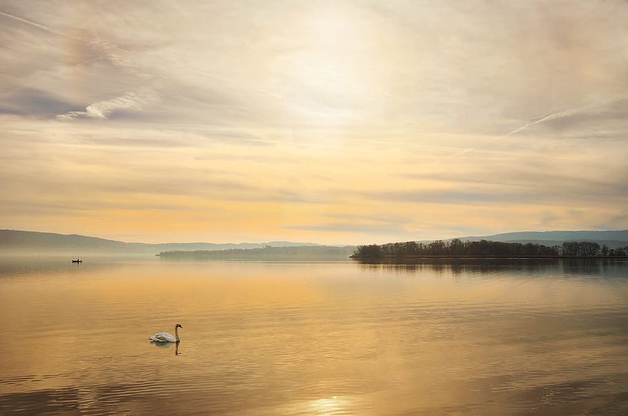 lake, river, water, flow, nature, swan, bird, lonely, animal themes HD wallpaper