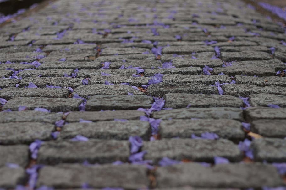 path, walkway, animal, bird, cobblestone, purple, ground, plant