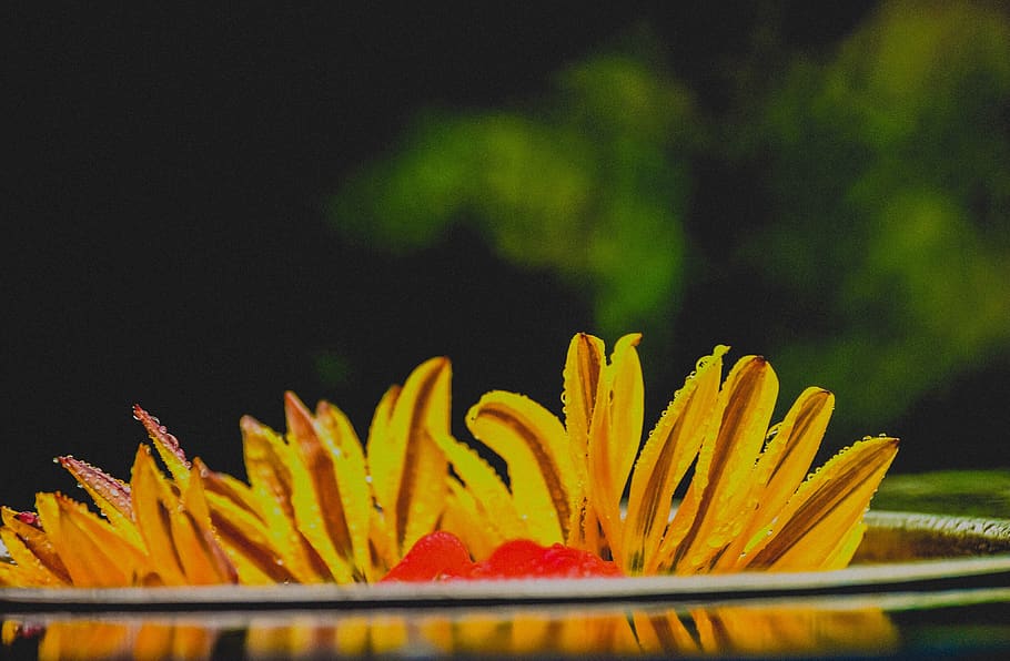 india, mysuru, freshness, close-up, flower, flowering plant HD wallpaper