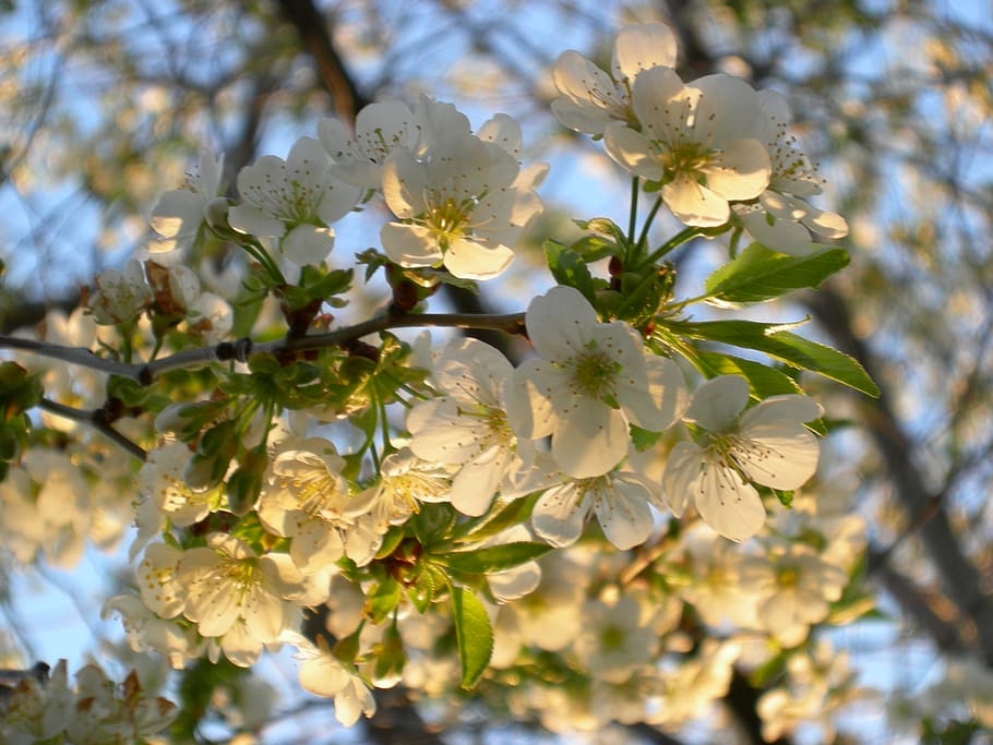 ukraine, nastashka, may, tree, blossom, spring, flowers, leaves HD wallpaper