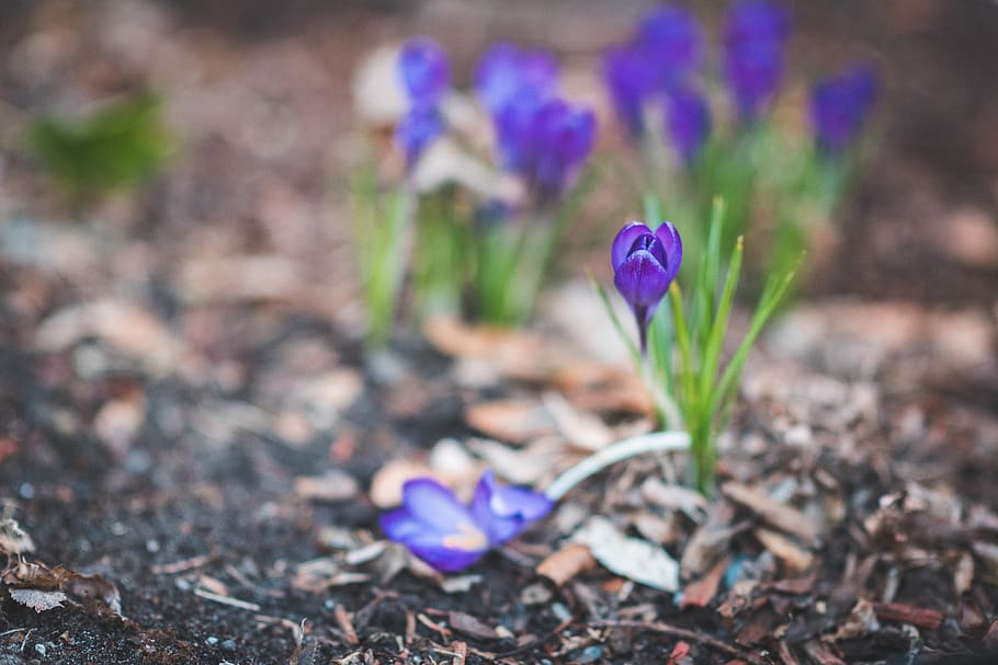 flower, spring, color, macro, garden, flowering plant, freshness HD wallpaper