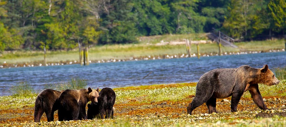 brown bear near body of water, animal, mammal, wildlife, elephant
