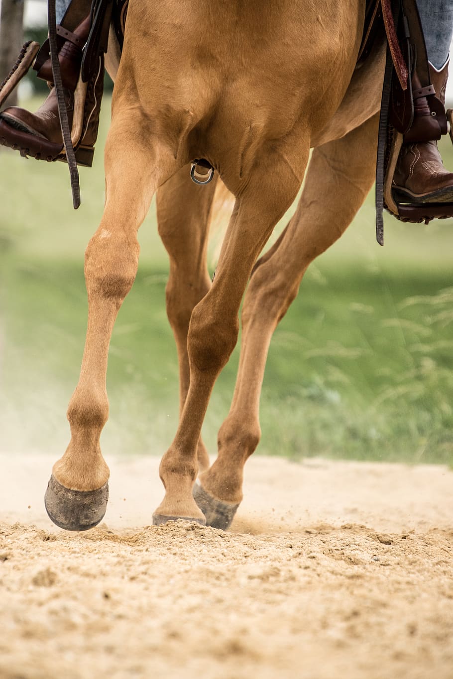 HD wallpaper: horse, trot, hoof, legs, animal, arabs, palomino, western,  ride | Wallpaper Flare