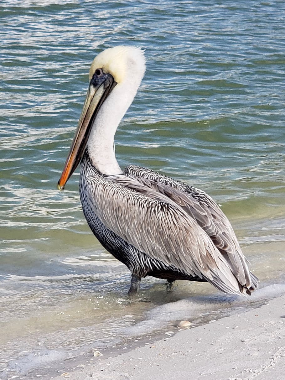 pelican, naples, nature, seashore, shorebird, animal, animal themes