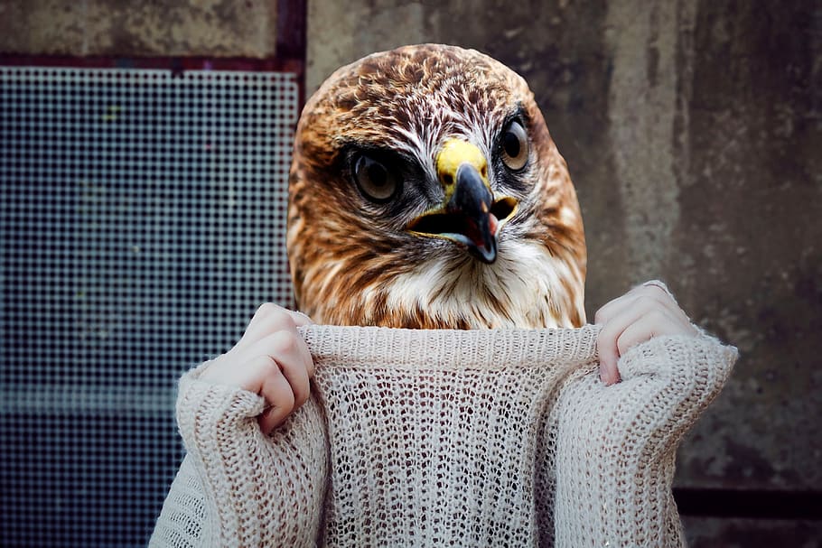 human, animal, face, bill, body, model, portrait, bird, jumper HD wallpaper