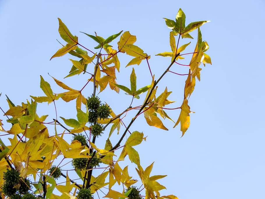 Fall Leaves on Tree, Nature, Trees, blue sky, branches, yellow HD wallpaper