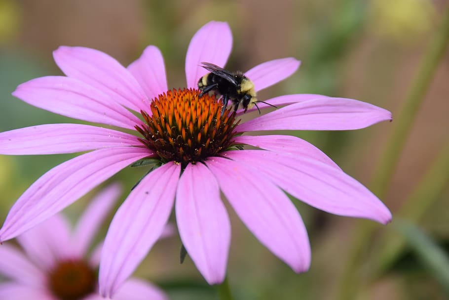 bee, flower, pollen, blossom, pollination, summer, flowering plant HD wallpaper