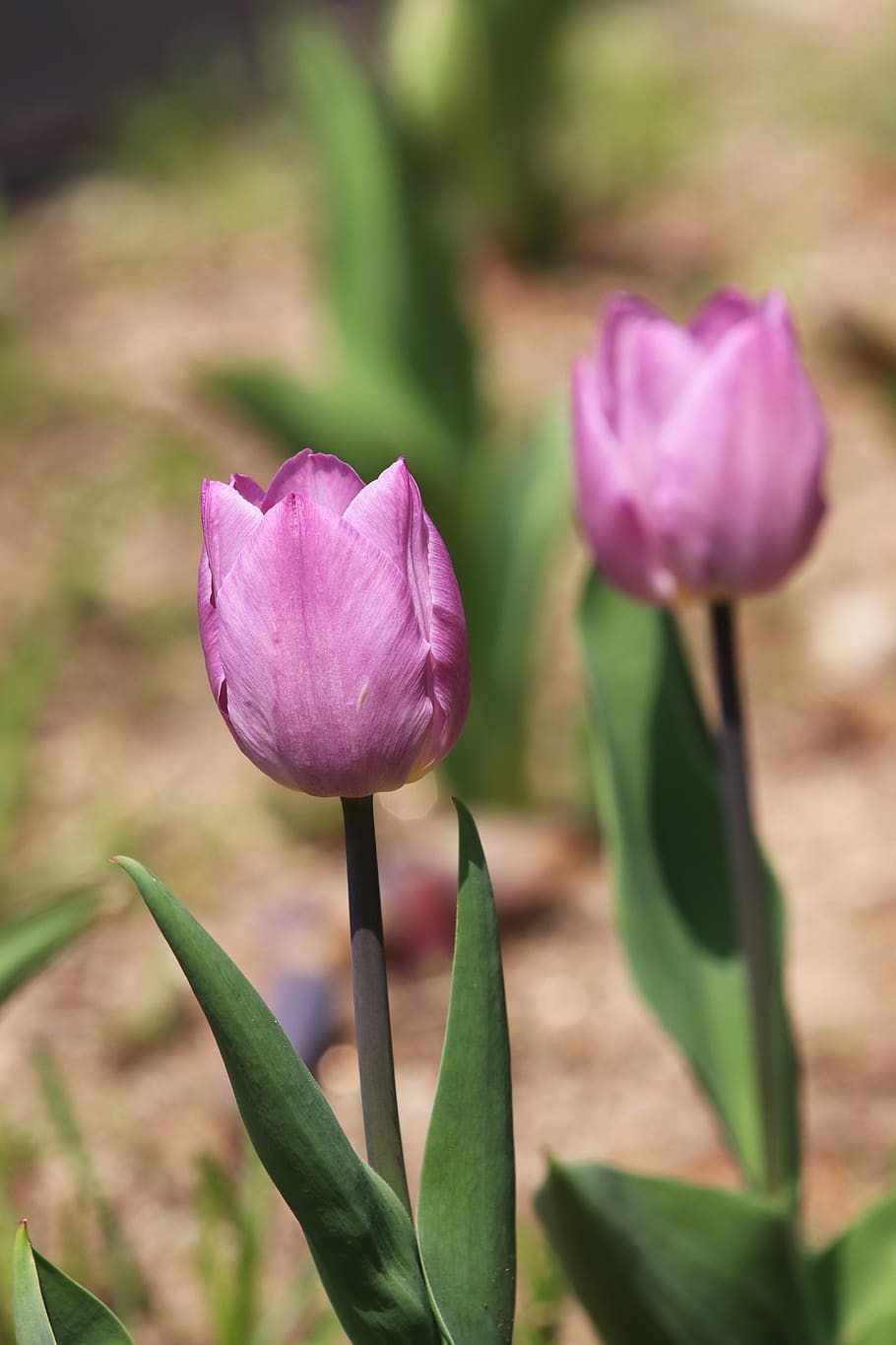 spring, spring flowers, tulip, nature, plants, garden, flowering HD wallpaper