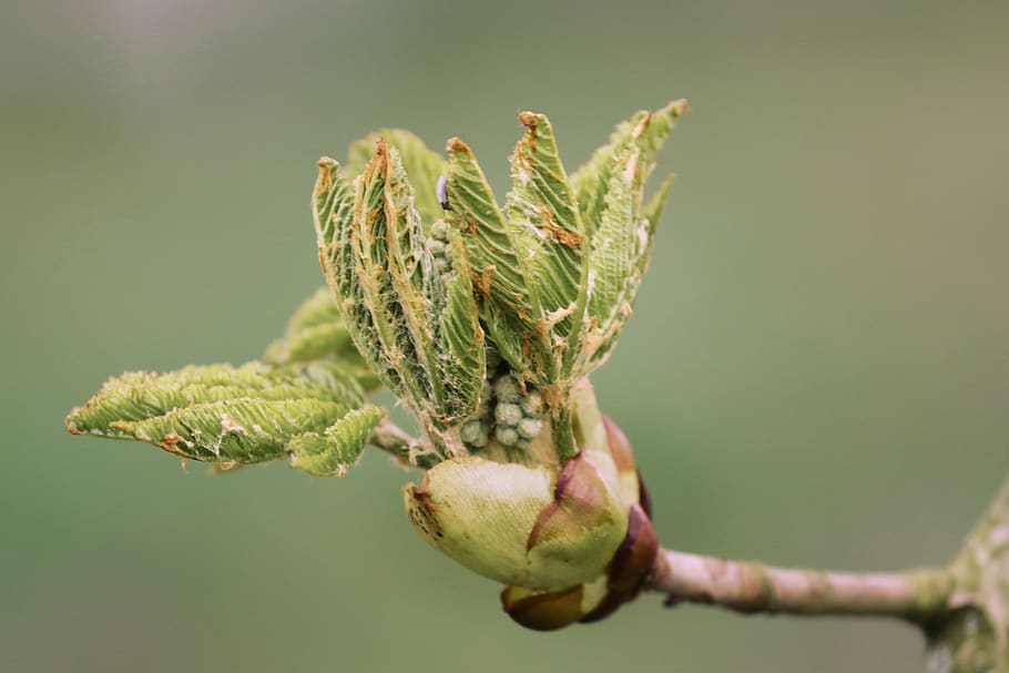 bud, chestnut, leaf bud, breaking up, grow, young, chestnut tree, HD wallpaper