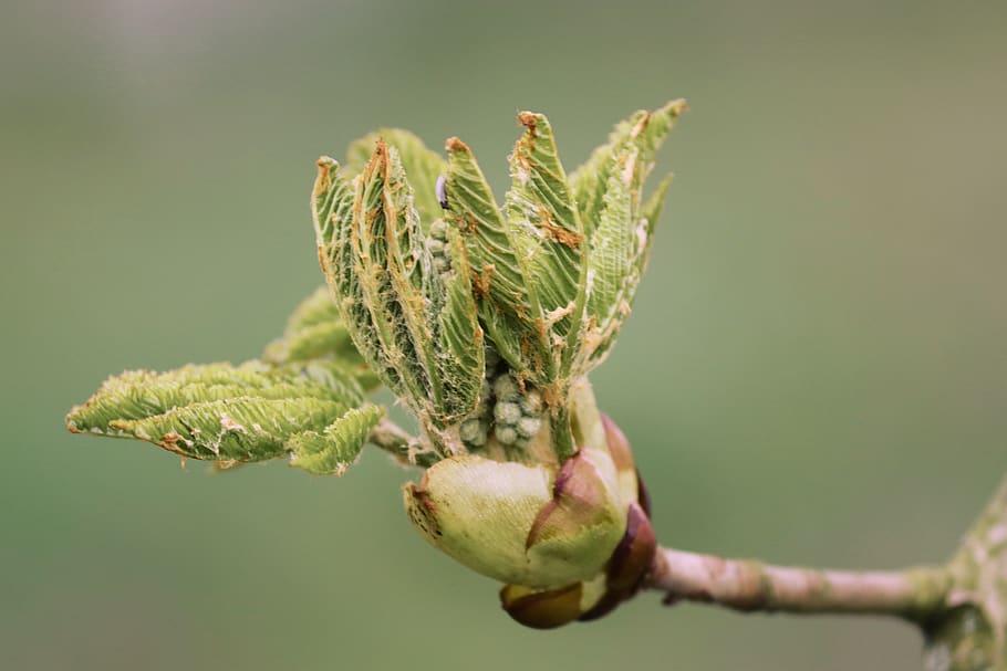 bud, chestnut, leaf bud, breaking up, grow, young, chestnut tree HD wallpaper