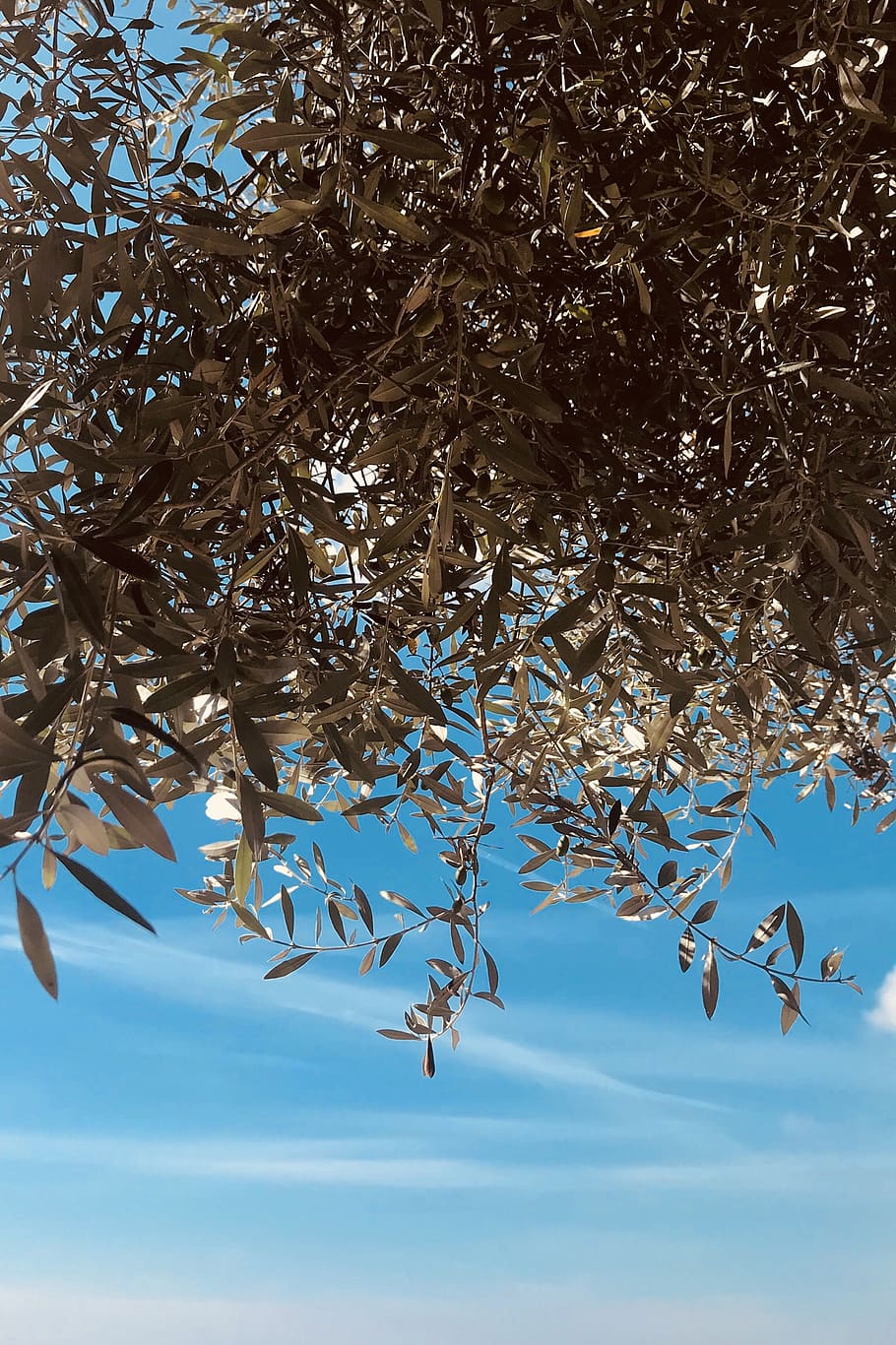 olive, leaf, tree, sky, blue, plant, branch, no people, beauty in nature HD wallpaper