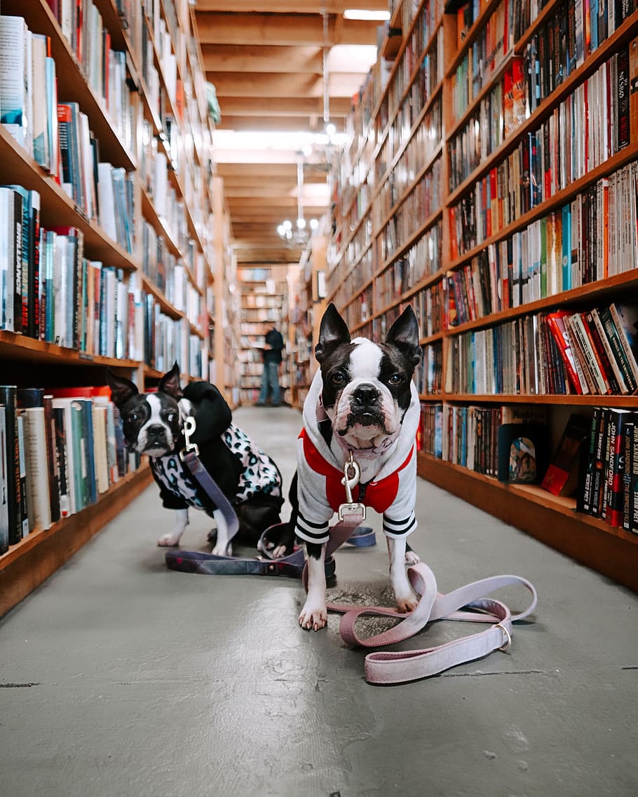 two dogs in between bookshelves inside library, indoors, furniture, HD wallpaper