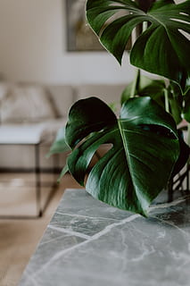 Dark green leaves of monstera, copy space, background, leaf, plant HD wallpaper