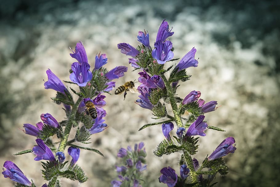 flowers, bees, insects, pollen, garden, plant, pollination HD wallpaper