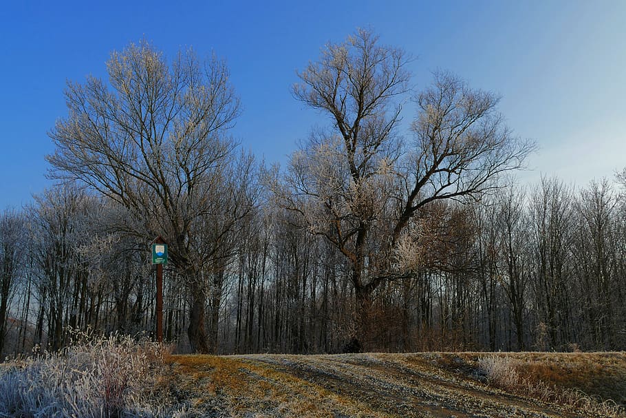 trees, winter, sky, nature, trade, area, plant, bare tree, land HD wallpaper