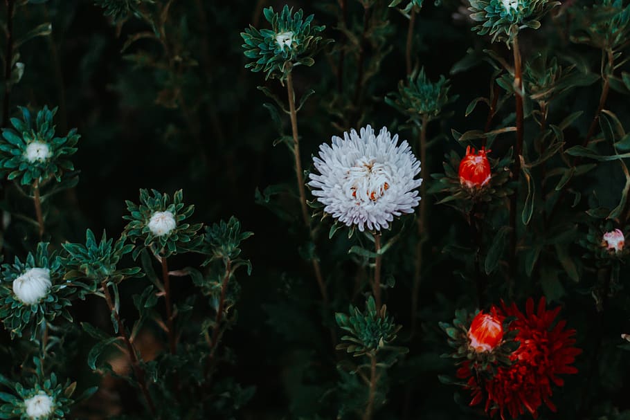 Selective Focus Photo of White Flower, asters, beautiful, blooming HD wallpaper