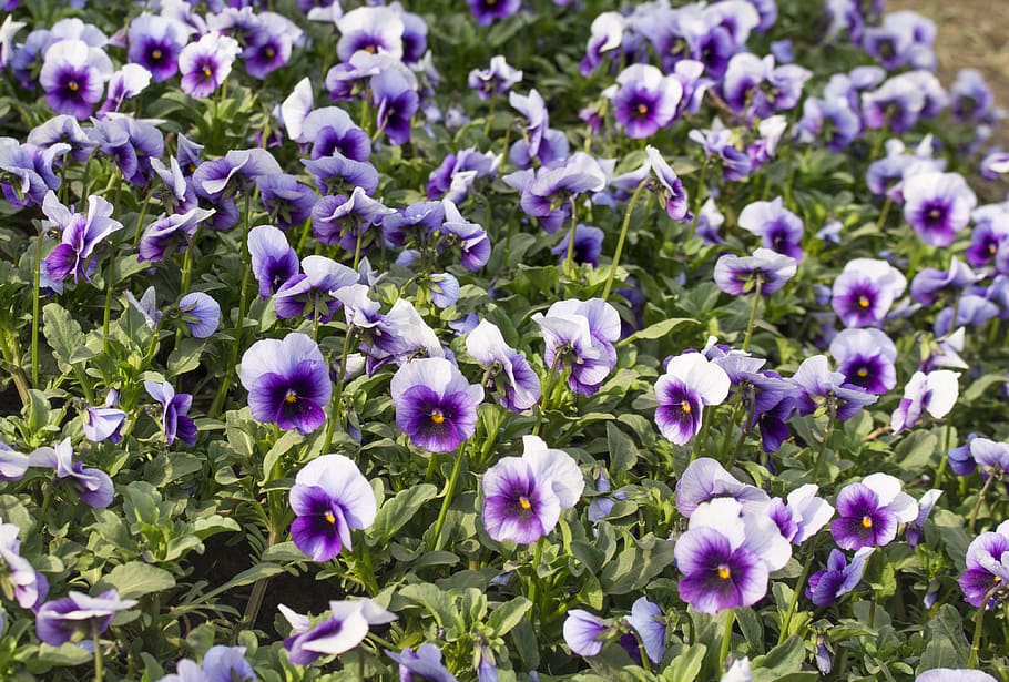 flower, spring, flowering plant, freshness, vulnerability, fragility HD wallpaper