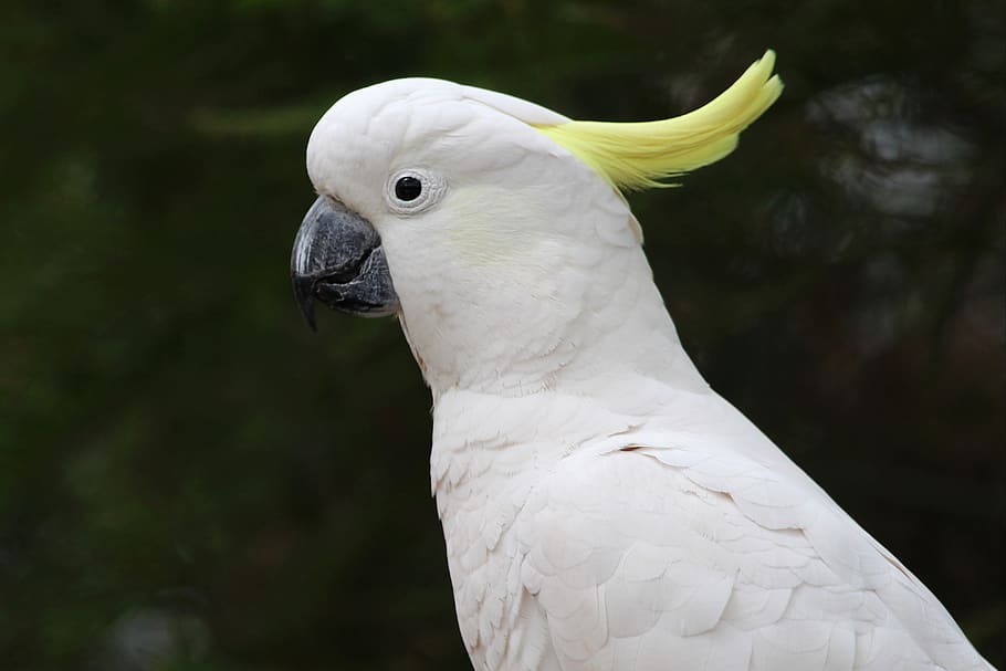 white Cockatoos, animal, animal themes, one animal, vertebrate HD wallpaper