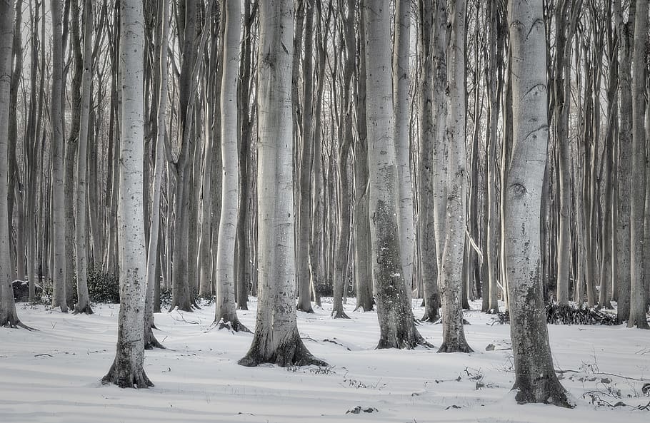 forest, winter, nature, snow, trees, cold, mood, frost, white HD wallpaper