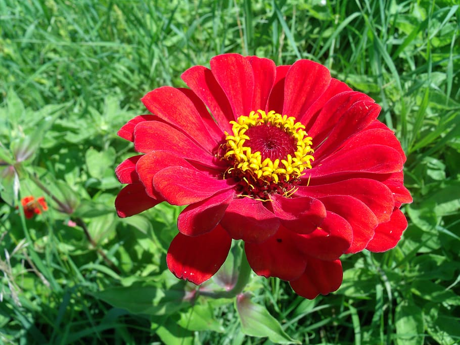zinnia, flower, bloom, flowering plant, fragility, beauty in nature HD wallpaper