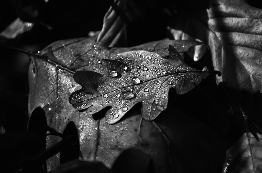 autumn, leaf, forest, rosa, tree, color, plant, plant part HD wallpaper