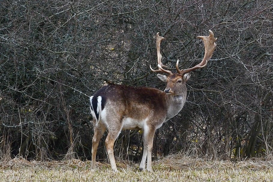 Hd Wallpaper: Deer, Nature, Deer Antlers, Mammal, Lawn, Animal Life 