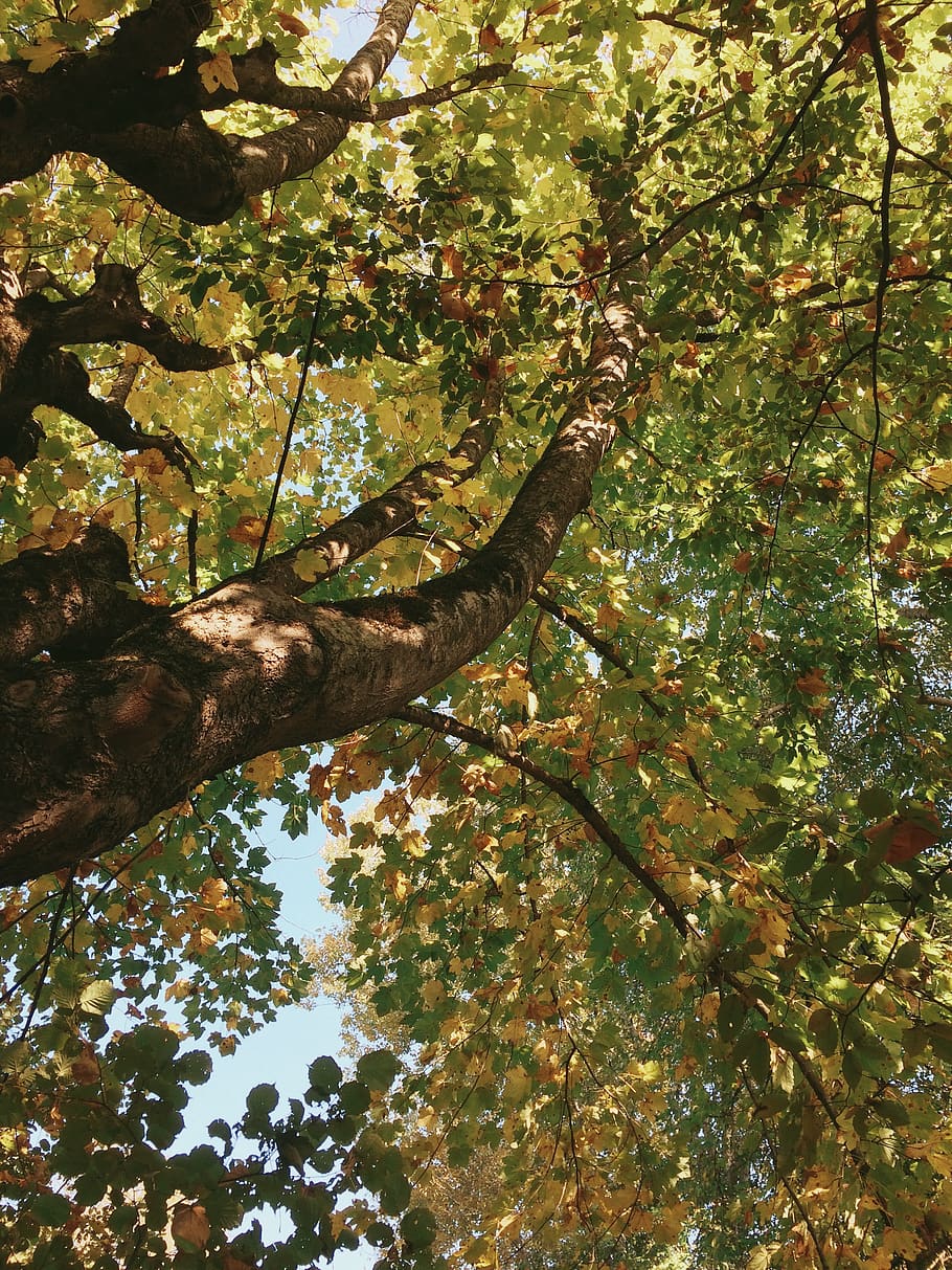 azerbaijan, gebele, trees, forest, autumn, yellowleaves, plant HD wallpaper