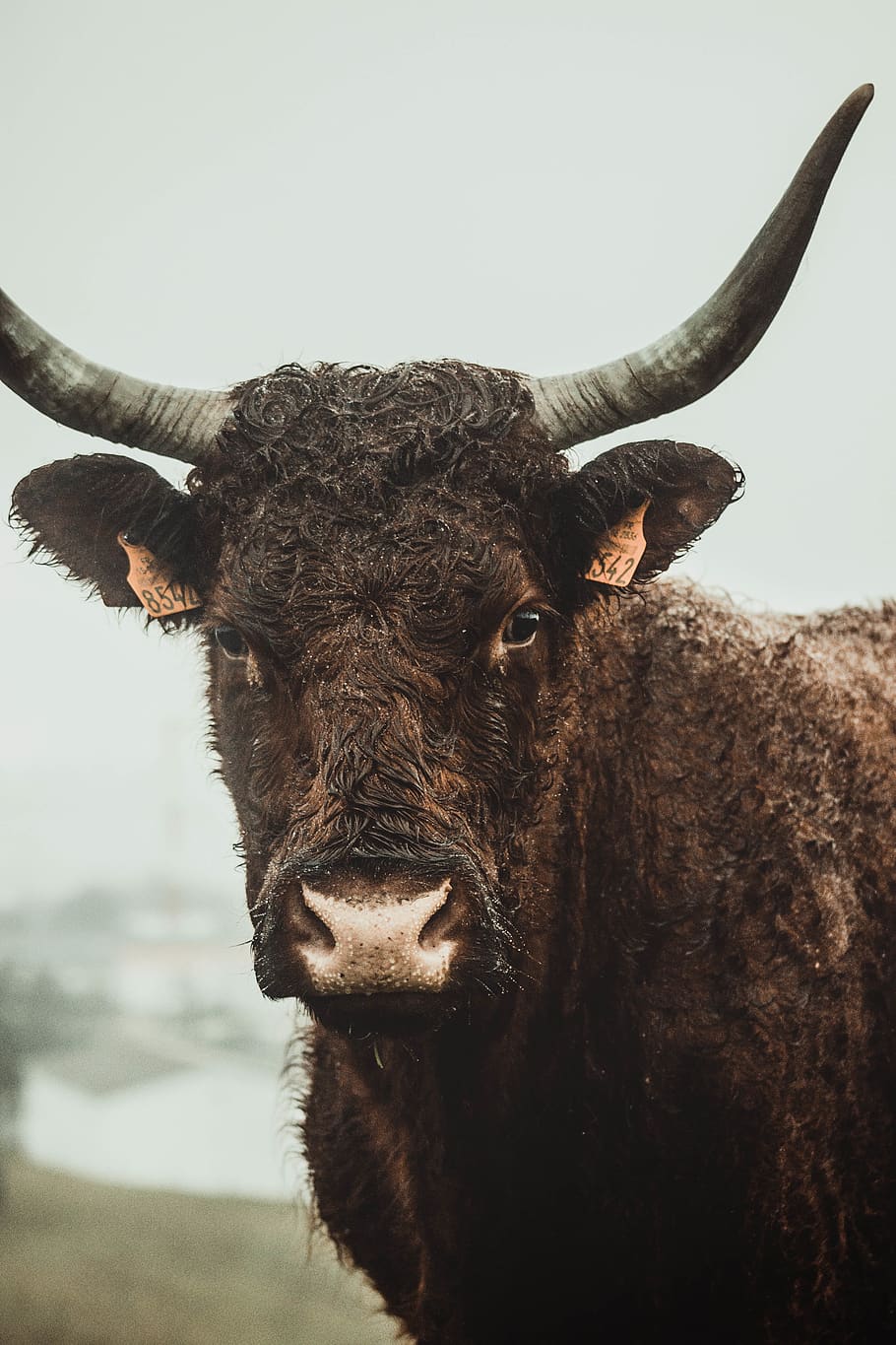 brown cow, animal themes, mammal, domestic animals, one animal HD wallpaper