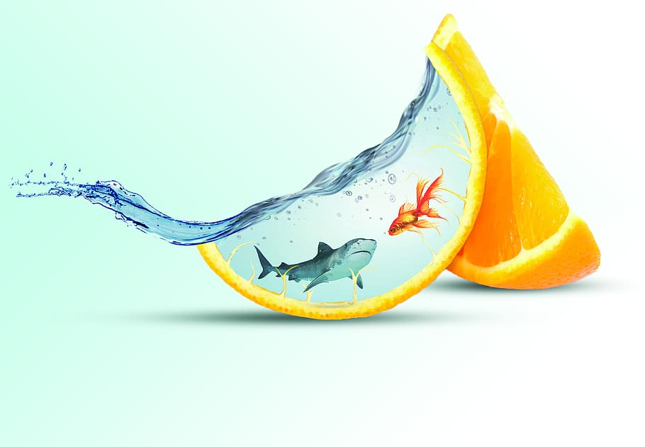 fish, shark, fruit, orange slices, water, studio shot, white background