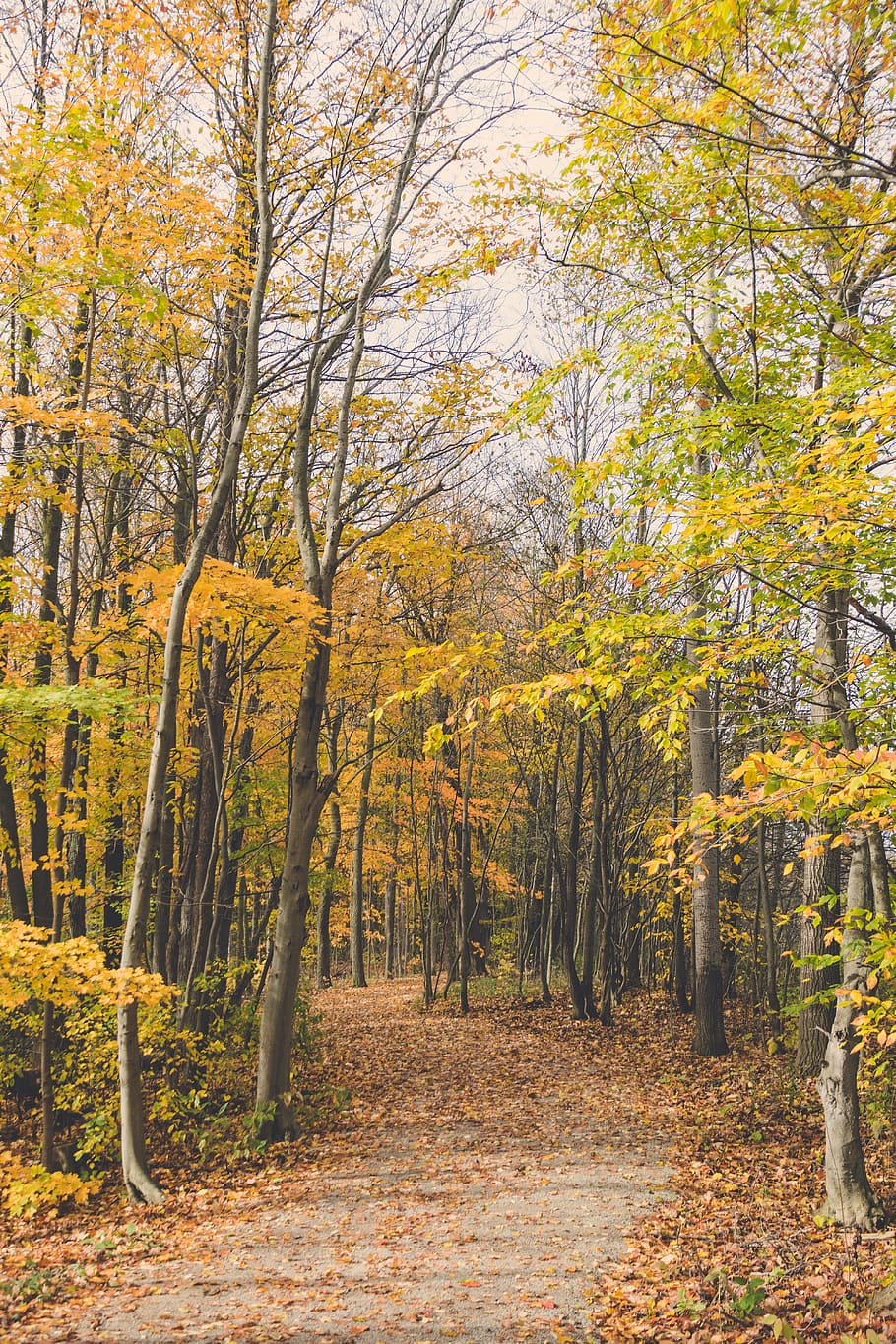 Scenic View of the Forest, autumn, daylight, environment, fall HD wallpaper