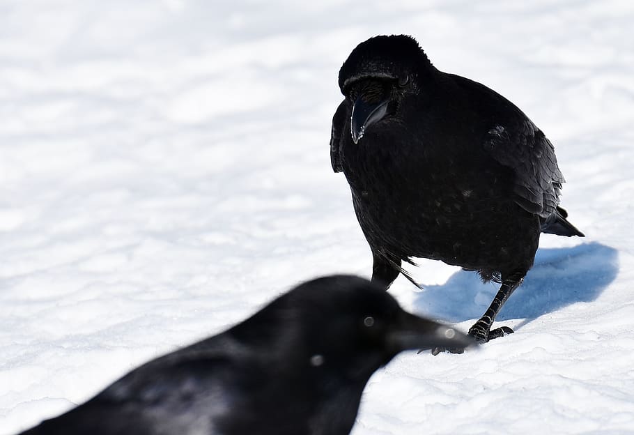 common raven, snow, winter, cold, raven bird, crow, animal HD wallpaper