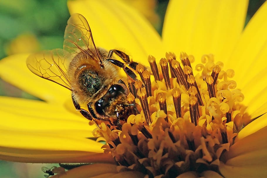 bee, insect, flower, pollen, garden, nature, flowering plant HD wallpaper