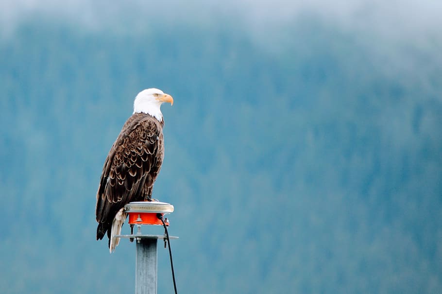 seward, cruse, alaska, eagle, bird, animal themes, vertebrate HD wallpaper