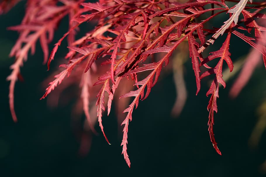 maple, leaves, red, red maple, tender, spring, pointed, close up HD wallpaper