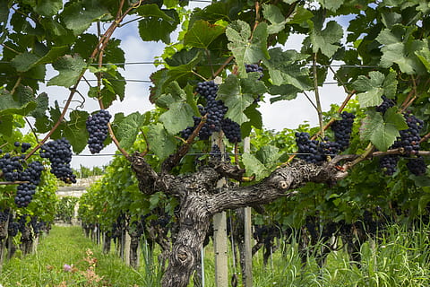 grapes, vine, fruit, winegrowing, grapevine, vines stock, rebstock HD wallpaper
