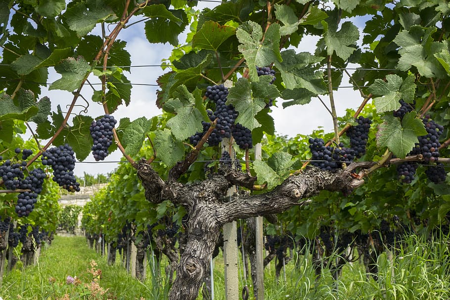 grapes, vine, fruit, winegrowing, grapevine, vines stock, rebstock HD wallpaper