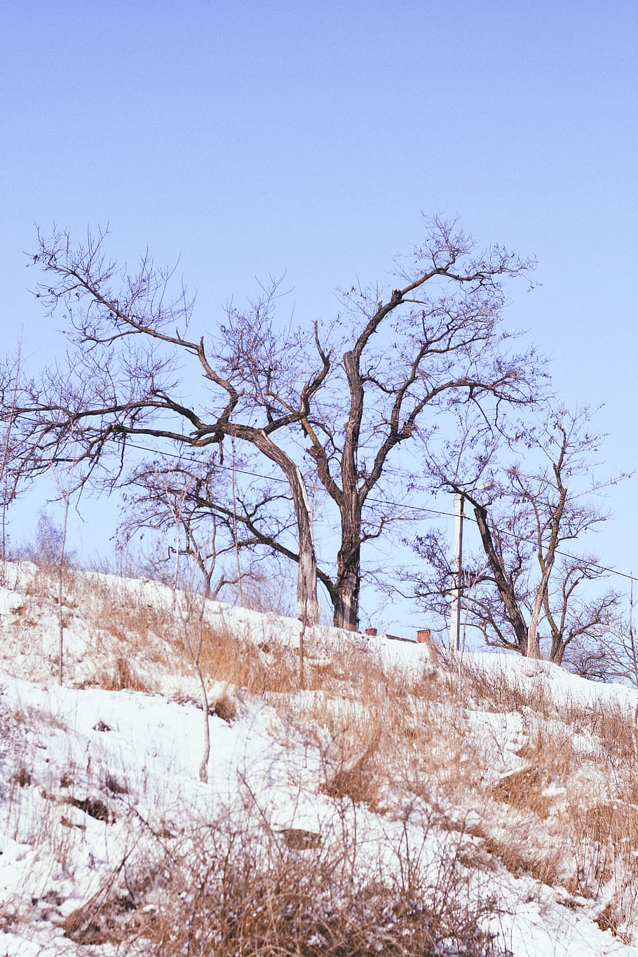 tree, snow, sky, light, wallpaper, nature, background, landscape HD wallpaper