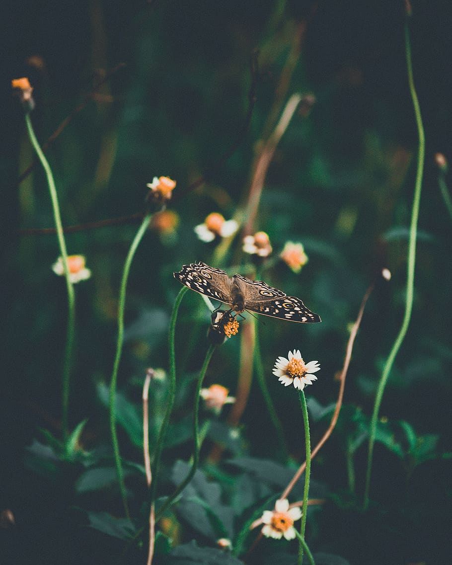 brown butterfly, animal, invertebrate, insect, plant, flower HD wallpaper