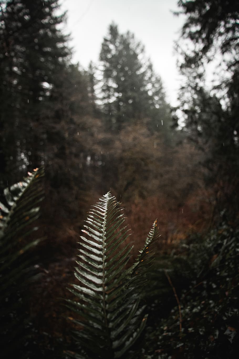 green-leafed trees, plant, growth, nature, no people, forest HD wallpaper