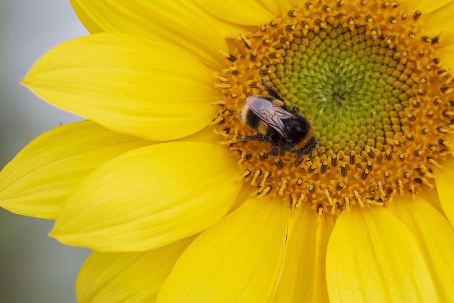 flower, sunflower, bee, bumblebee, petals, yellow, pollen, leaves HD wallpaper