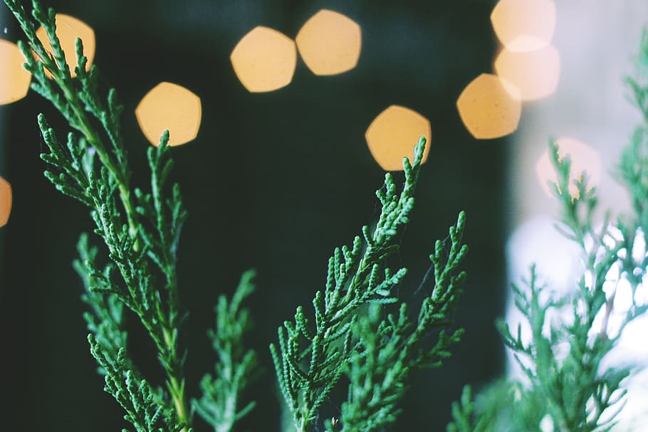 trees, christmas, green color, plant, growth, no people, leaf HD wallpaper