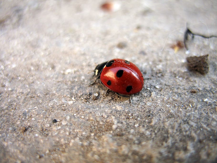 insect, beetle, ladybug, animal themes, animal wildlife, animals in the wild HD wallpaper